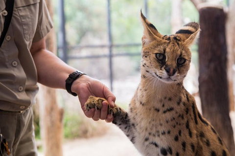 African Cat Encounter At Werribee Open Range Zoo - Accommodation Broome 1