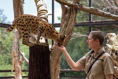 African Cat Encounter At Werribee Open Range Zoo - Accommodation Broome 2