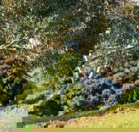 Early Morning Savannah Experience