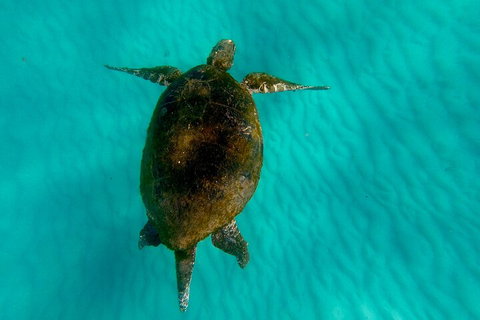2-Day Moreton Island Tour From Brisbane Or Gold Coast With Optional Nighttime Kayaking - Accommodation Broome 5