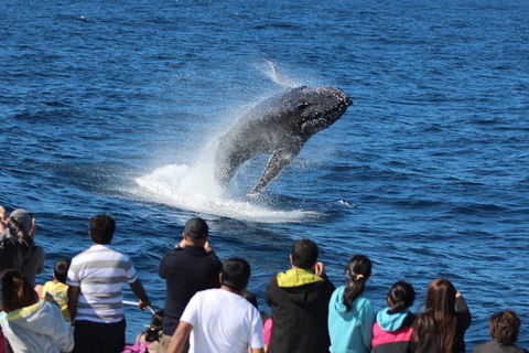 Tangalooma Island Resort Whale Watching Day Cruise With Dolphin Viewing - Accommodation Broome 1
