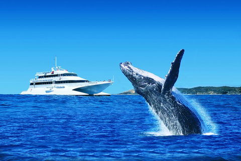 Tangalooma Island Resort Whale Watching Day Cruise With Dolphin Viewing - Accommodation Broome 2