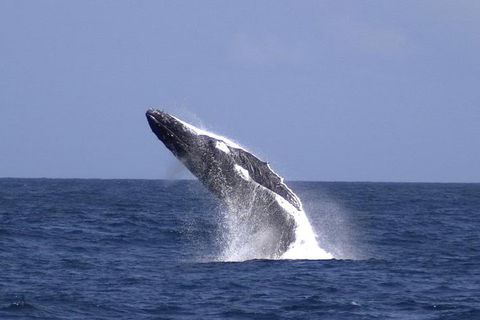 Tangalooma Island Resort Whale Watching Day Cruise With Dolphin Viewing - Accommodation Broome 4