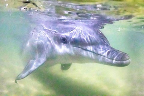 Tangalooma Island Resort Whale Watching Day Cruise With Dolphin Feeding - Accommodation Broome 0