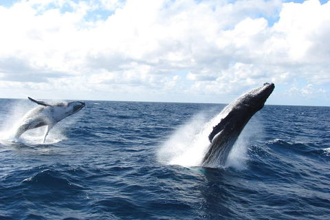 Tangalooma Island Resort Whale Watching Day Cruise With Dolphin Feeding - Accommodation Broome 1