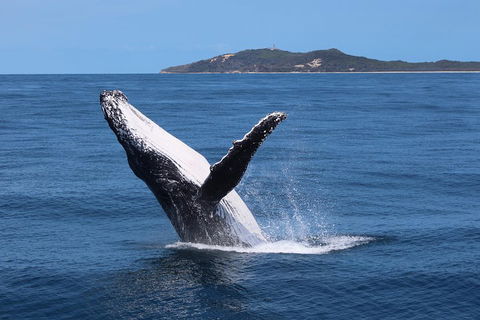Tangalooma Island Resort Whale Watching Day Cruise With Dolphin Feeding - Accommodation Broome 3