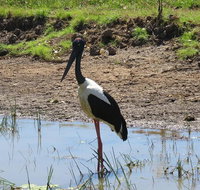 Darwin to Kakadu Day Trip by Air Including Yellow Water Cruise - Accommodation Broome