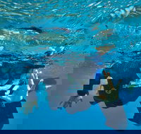 3 Day Whitsundays Sailing and Diving Adventure Kiana - Accommodation Broome