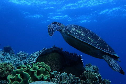 3 Day Whitsundays Sailing And Diving Adventure: Kiana - Accommodation Broome 2