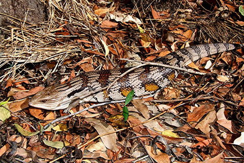 Hartley's Crocodile Adventures General Entry Ticket - Accommodation Broome 5