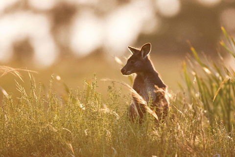 Sunset Blue Mountains Wilderness & Wildlife Tour Without The Crowds - Accommodation Broome 0