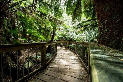 Melbourne To Adelaide South East Coast 3 Day Overland Tour - Accommodation Broome 1