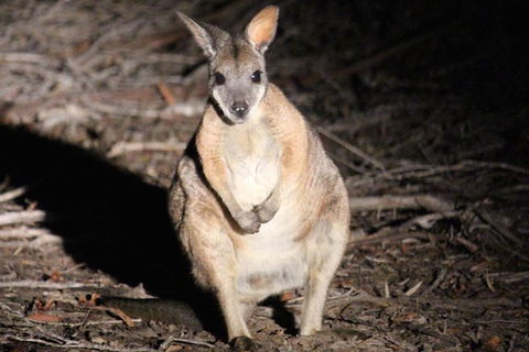 Small-Group Kangaroo Island 4WD Night Tour - Accommodation Broome 3
