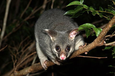 Small-Group Kangaroo Island 4WD Night Tour - Accommodation Broome 5