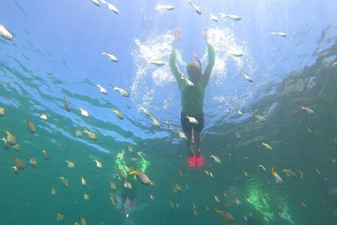 Manly Snorkel Trip And Nature Walk With Local Guide - Accommodation Broome 0