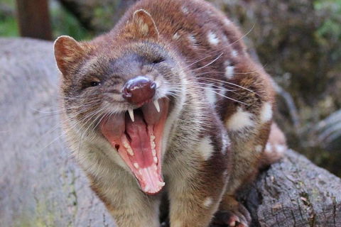 After Dark Tasmanian Devil Feeding Tour At Cradle Mountain - Accommodation Broome 0
