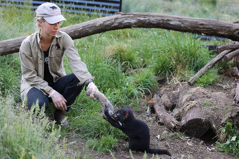 After Dark Tasmanian Devil Feeding Tour At Cradle Mountain - Accommodation Broome 1