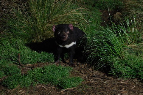 After Dark Tasmanian Devil Feeding Tour At Cradle Mountain - Accommodation Broome 4