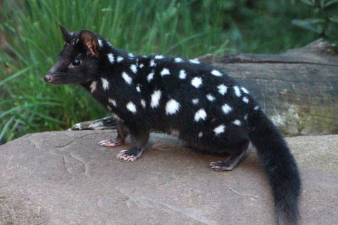 After Dark Tasmanian Devil Feeding Tour At Cradle Mountain - Accommodation Broome 5