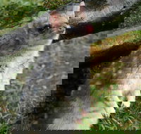 1-Hour Tasmanian Devil Feeding Day Tour at Cradle Mountain - Accommodation Broome
