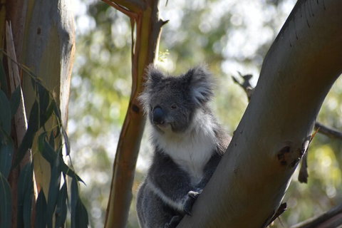Healesville Sanctuary And Phillip Island Wildlife Bus Tour - Accommodation Broome 0