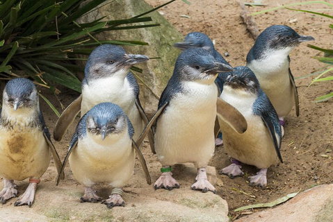 Healesville Sanctuary And Phillip Island Wildlife Bus Tour - Accommodation Broome 2