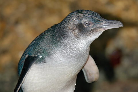 Healesville Sanctuary And Phillip Island Wildlife Bus Tour - Accommodation Broome 4