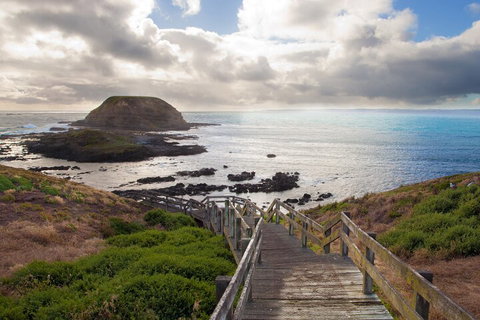 Healesville Sanctuary And Phillip Island Wildlife Bus Tour - Accommodation Broome 5