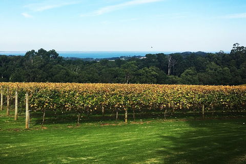 Yarra Valley Wine Tour Inc Lunch With A Glass Of Wine, Tastings And Chocolate - Accommodation Broome 2