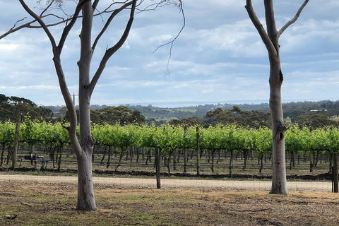 Yarra Valley Wine Tour Inc Lunch With A Glass Of Wine, Tastings And Chocolate - Accommodation Broome 3