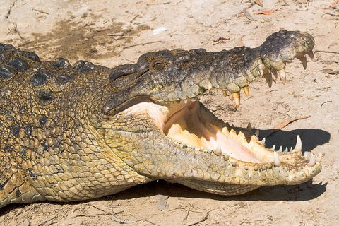 4-Day Cairns Ultimate Combo: Daintree Rainforest, Reef, Kuranda & Paronella Park - Accommodation Broome 0