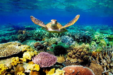 4-Day Cairns Ultimate Combo: Daintree Rainforest, Reef, Kuranda & Paronella Park - Accommodation Broome 3