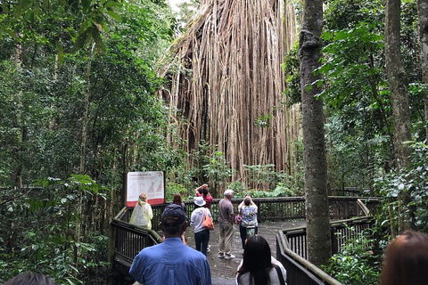 4-Day Cairns Ultimate Combo: Daintree Rainforest, Reef, Kuranda & Paronella Park - Accommodation Broome 5