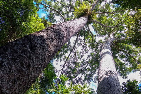 Paronella Park And Millaa Millaa Falls Full-day Tour From Cairns - Accommodation Broome 1