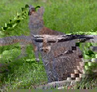Ultimate Blue Mountains and Wildlife Tour - Accommodation Broome