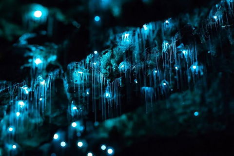 Hinterland Magic & Glow-worm Experience - Accommodation Broome 1