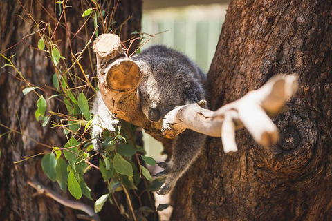 Phillip Island Medium Size Group Tour - Accommodation Broome 1