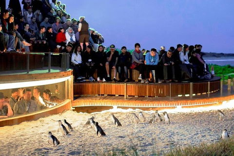 Phillip Island Medium Size Group Tour - Accommodation Broome 3