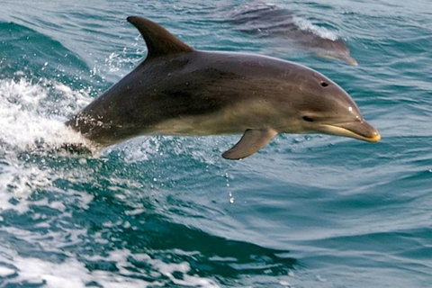 1.5HR Mudjimba Island Wildlife Safari - Accommodation Broome 0