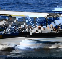 Mooloolaba Whale Watching Tour - Accommodation Broome