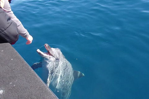 Noosa Thriller - 500hp Ocean Adventure Ride - Accommodation Broome 0
