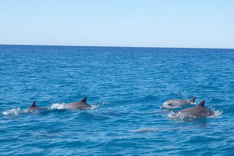 Noosa Wild Dolphin Safari - Accommodation Broome 5