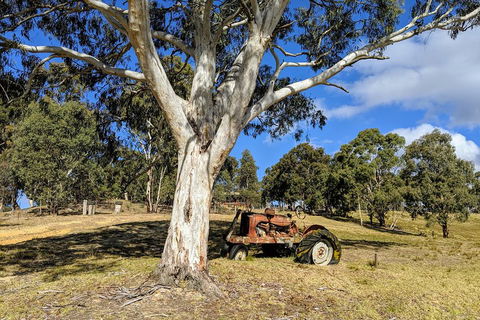 Blue Mountains Private Tour - Wild Kangaroos, Waterfalls And The Three Sisters - Accommodation Broome 1