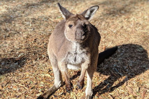Blue Mountains Private Tour - Wild Kangaroos, Waterfalls And The Three Sisters - Accommodation Broome 2