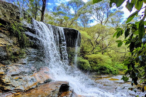 Blue Mountains Private Tour - Wild Kangaroos, Waterfalls And The Three Sisters - Accommodation Broome 5