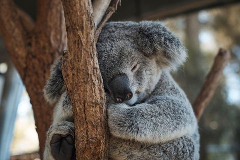 Sydney Taronga Zoo General Entry Ticket - Accommodation Broome 3