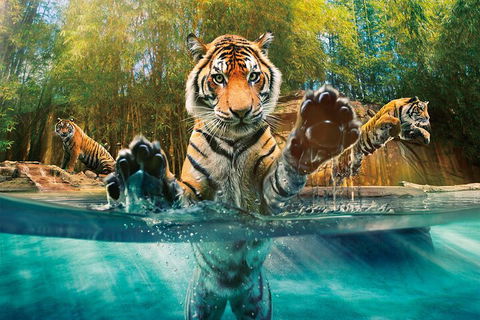 Croc Express To Australia Zoo From Gold Coast - Accommodation Broome 3