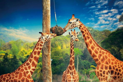Croc Express To Australia Zoo From Gold Coast - Accommodation Broome 5