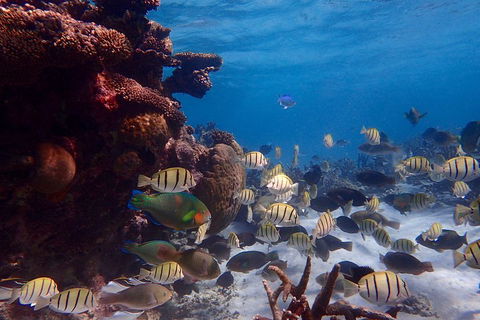 Lagoon Explorer - Ningaloo Reef Full-Day Kayaking And Snorkeling Adventure - Accommodation Broome 2