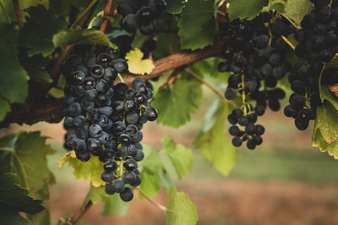 Hideaway Private Tours Hunter Valley- Indulgence Wine Tour (Full Day) - Accommodation Broome 3